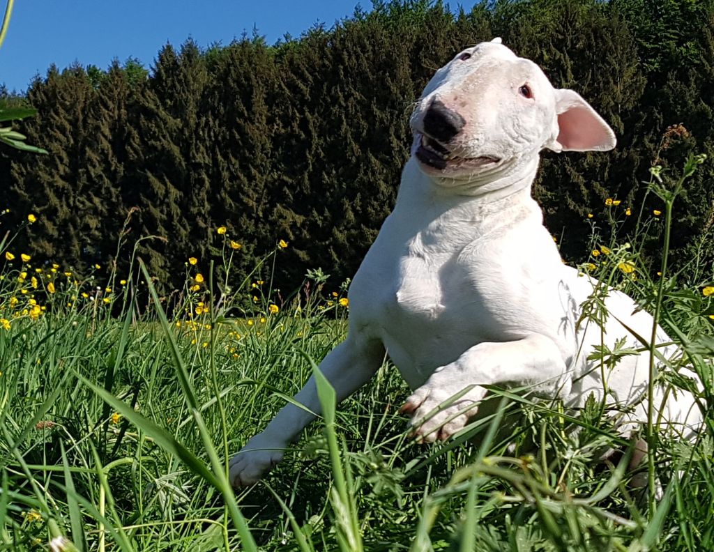 Licorne Of Excalibull's Legend