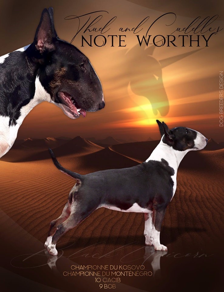 CH. thud & cuddle's Note worthy
