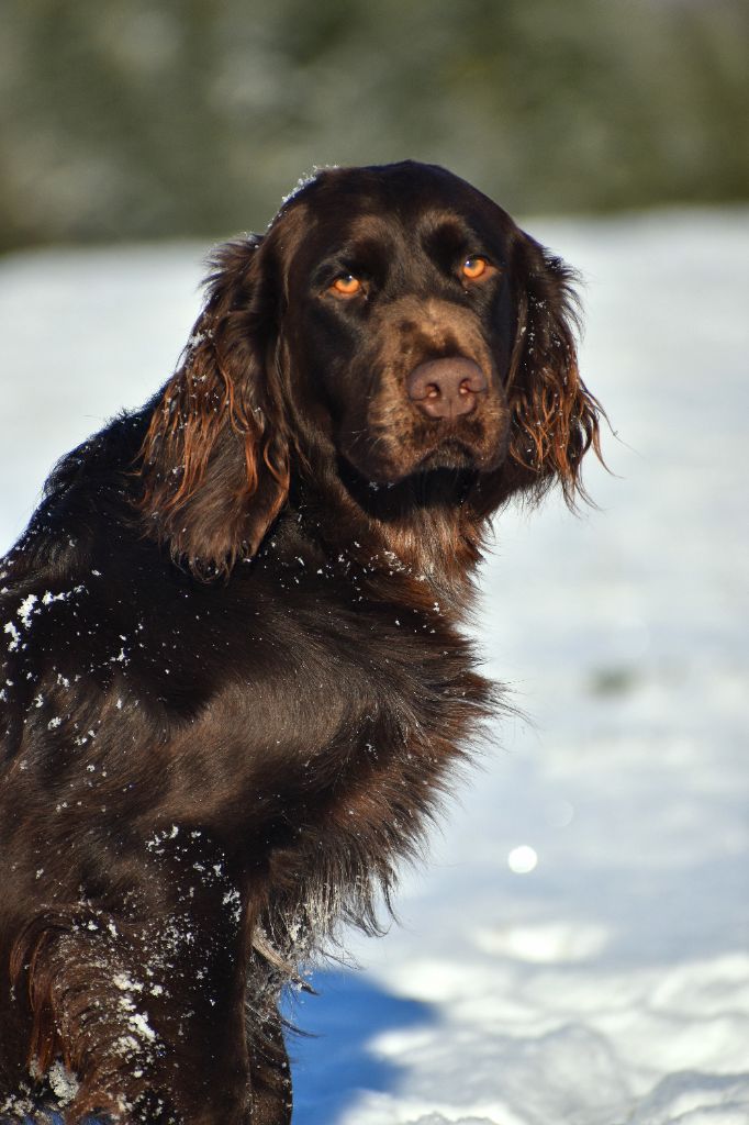 Portées prévue pour 2026