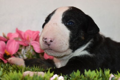 T'Juanita