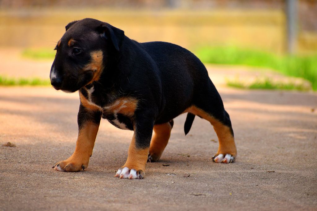 Du Cajarc - Chiots disponibles - Bull Terrier